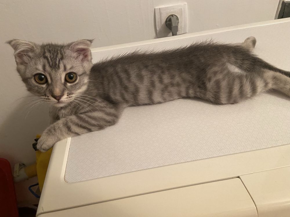 Котята Мысыктар 2 и 4 месяцев
