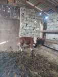 Продам 3 бычка и 1 корову