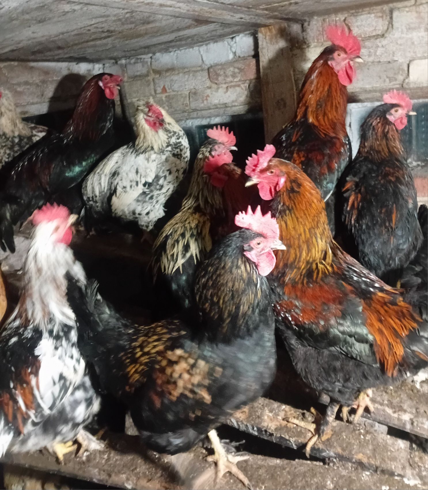Продам петухов разные