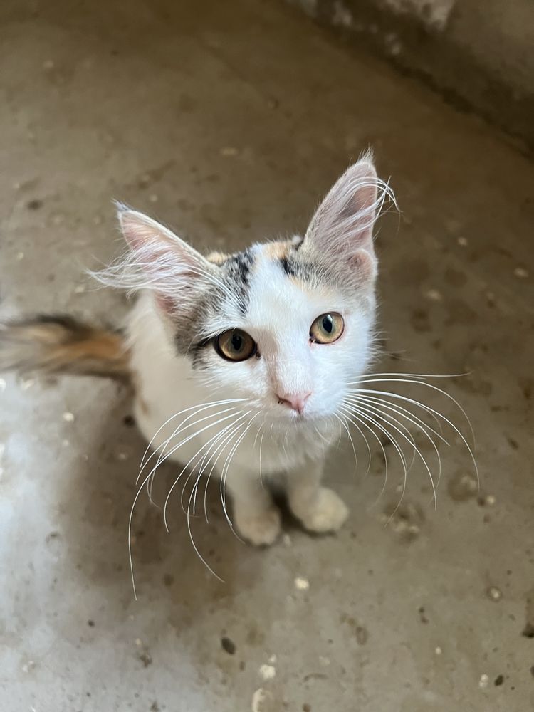 Отдам средних котят