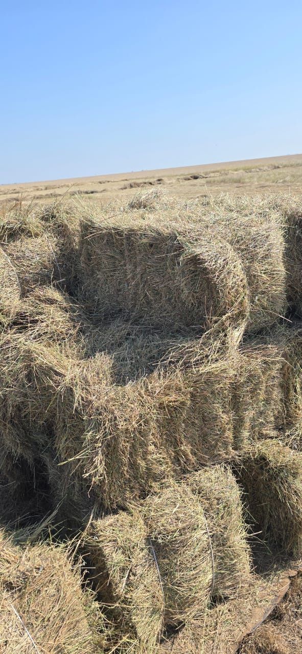 Житняк разнотравье на выбор