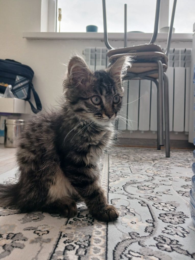 СРОЧНО Отдаю котёнка.Г.Каскелен