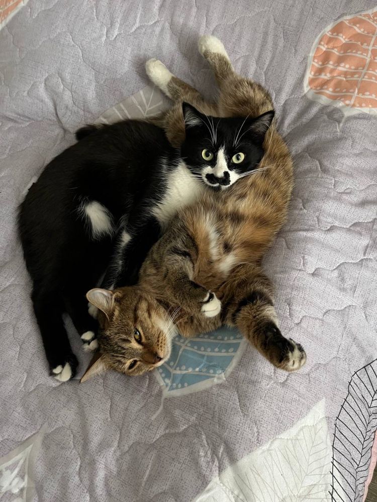 Отдам кота бесплатно)))
