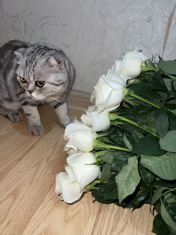 Продам срочно кошку породы Скоттиш фолд