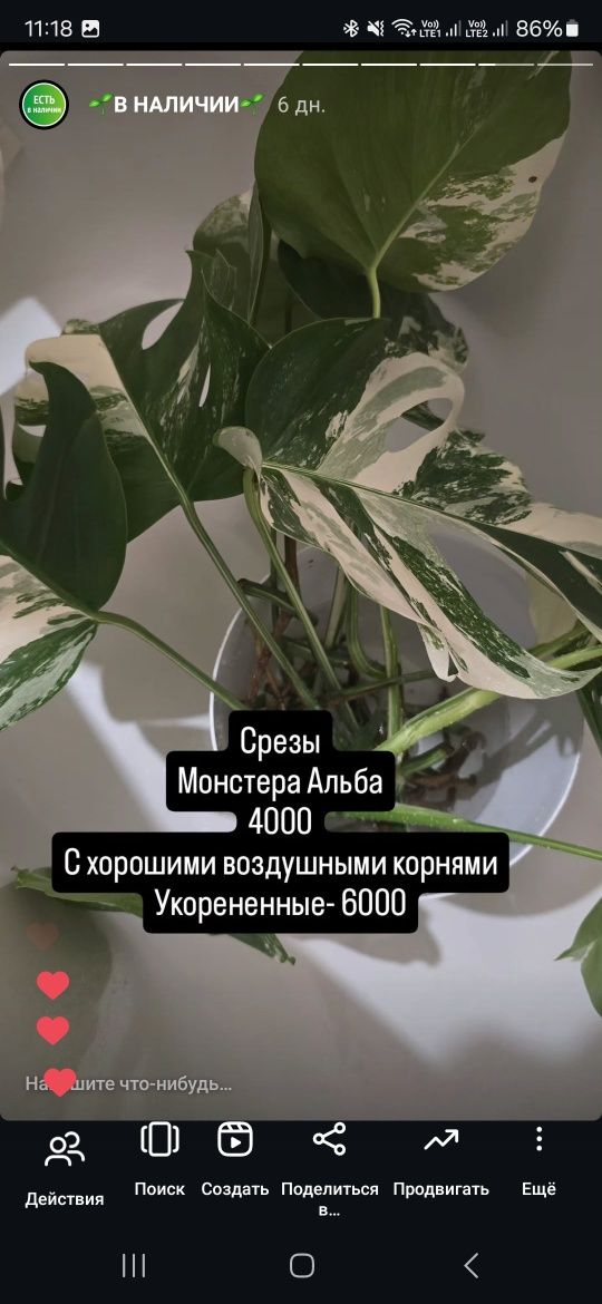 Продам отростки и срезы растений.