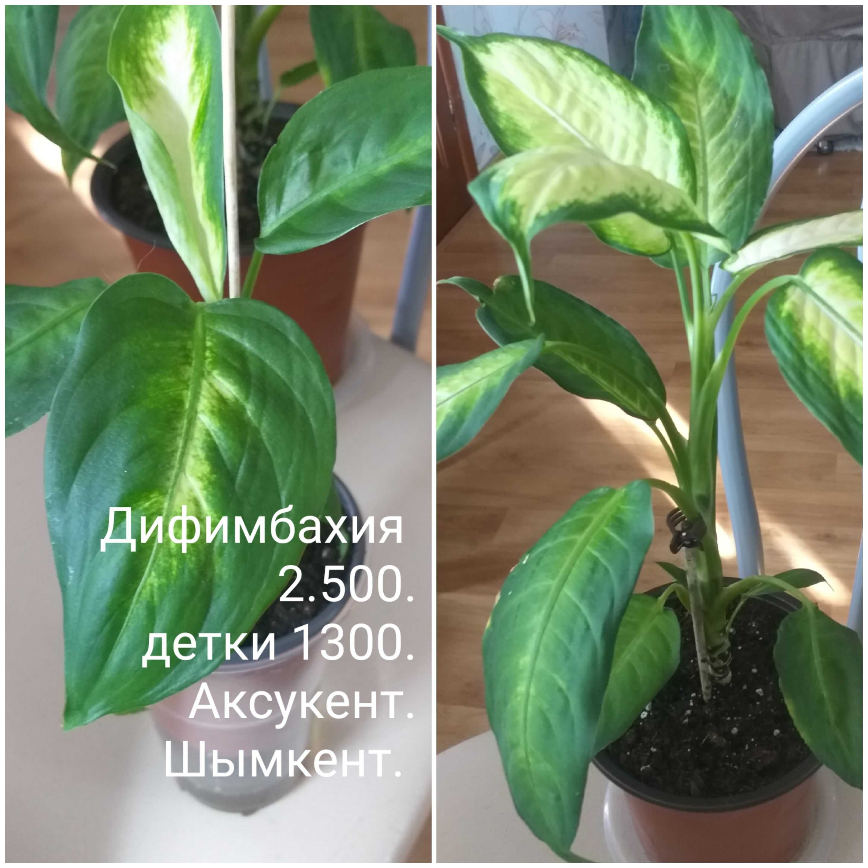 Красота  и радость от цветов  в доме.