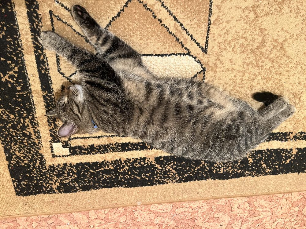 Кот в добрые руки