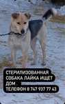 Стерилизованные Лайка и другие собаки ищут дом