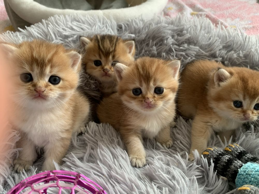 Продам шиншиллок шоу класса