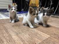 Котята крысоловы