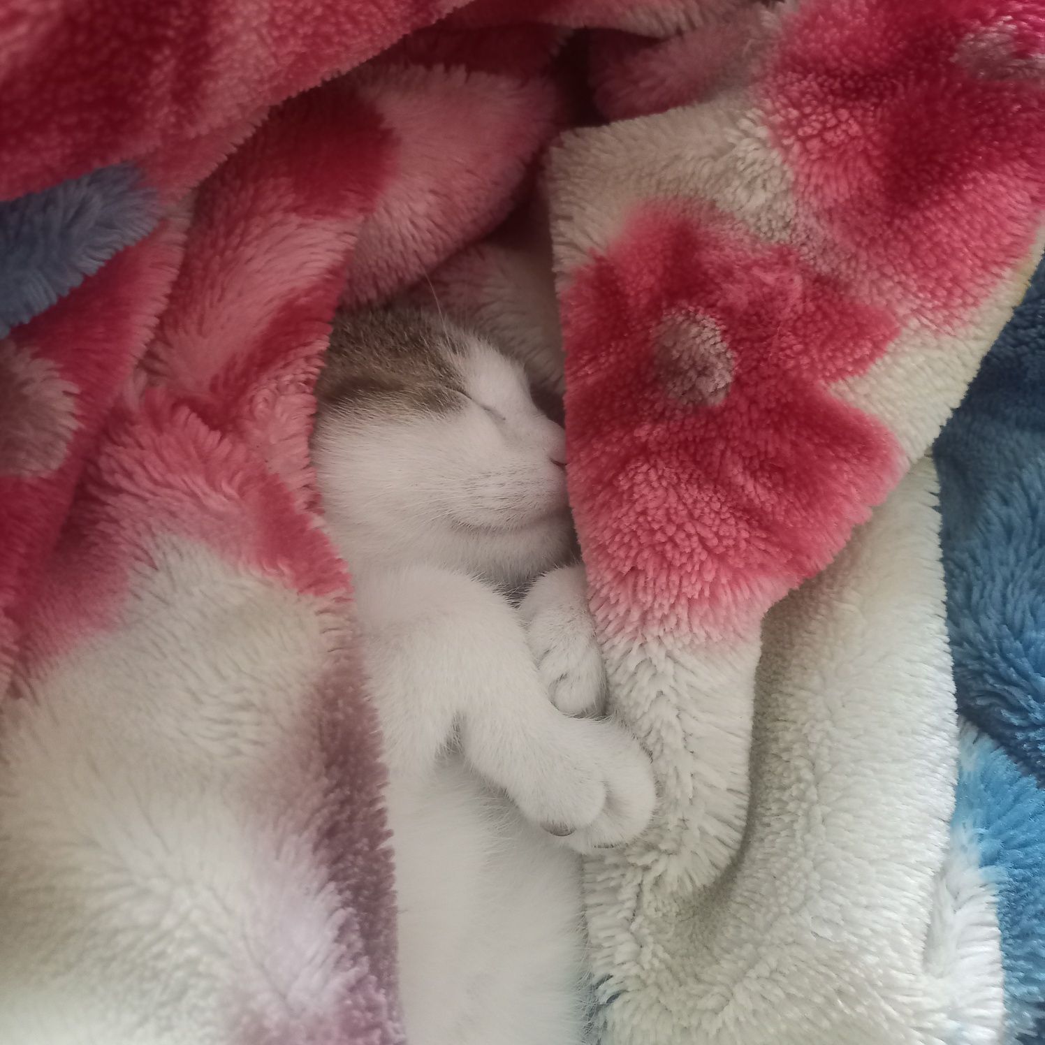 Кошка возраст средний