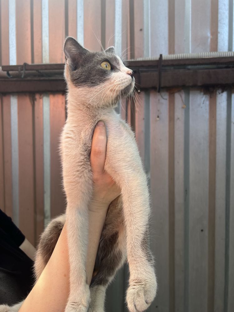 Ласковая  кошка ищет дом