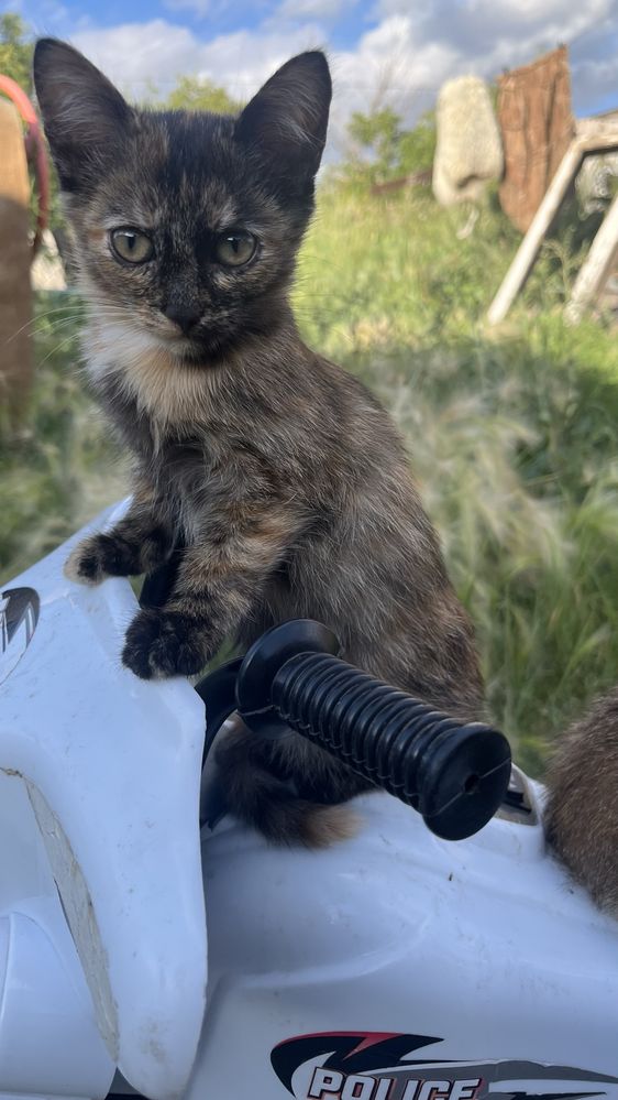 Отдам котят в добрые  руки