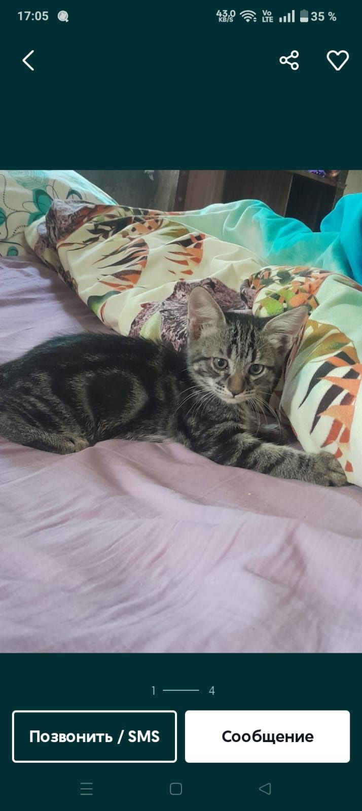 Отдам котенка в добрые руки