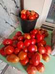 Продам домашние помидоры