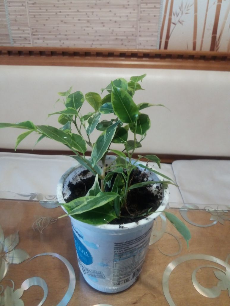 Продам фикус Бенджамина
