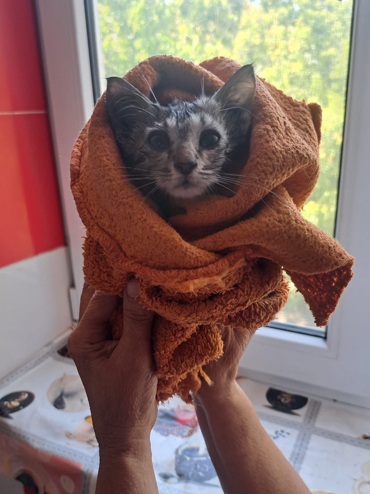 Котенок(около2мес)