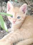 Отдам котенка и кошку в хорошие руки.
