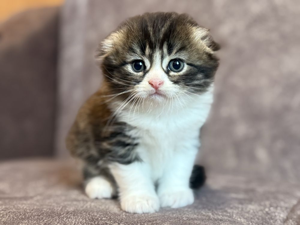 Котята Скоттиш фолд