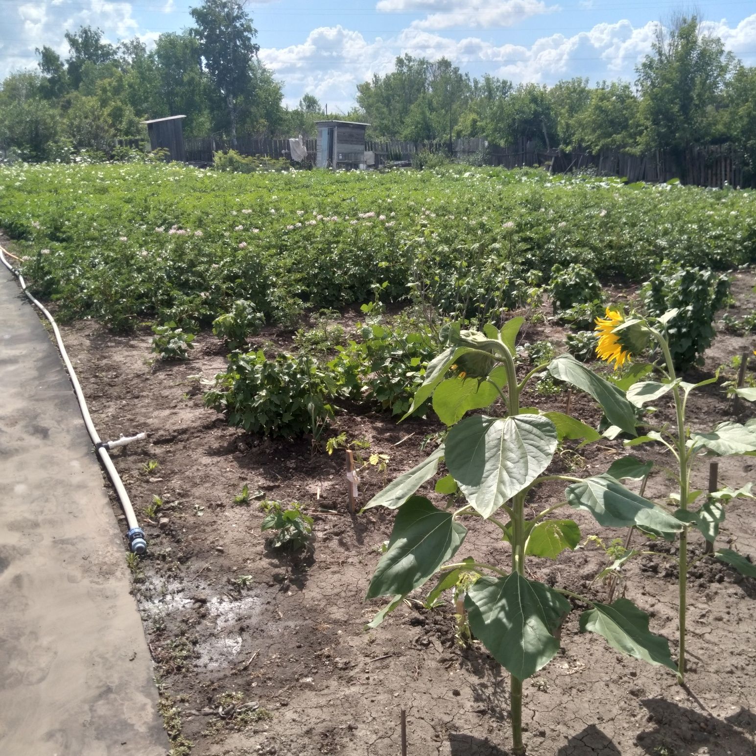 Продаём дачу в "Черемушках"