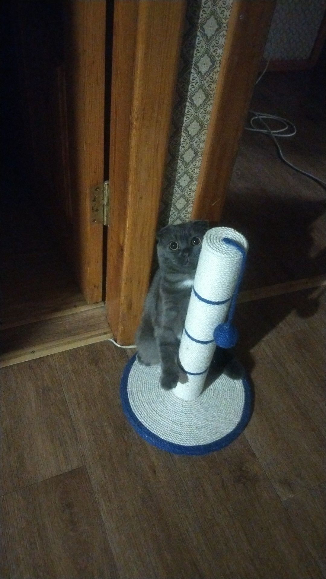 Ищу кошку для вязки
