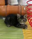 Котёнок. Мальчик.