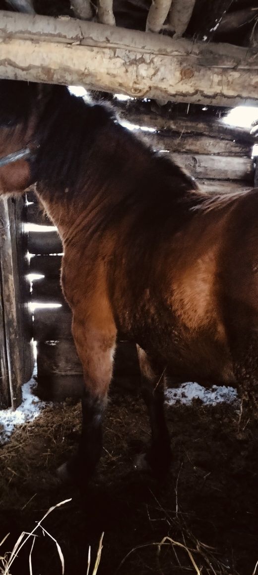 Продам айгыр договорная цена
