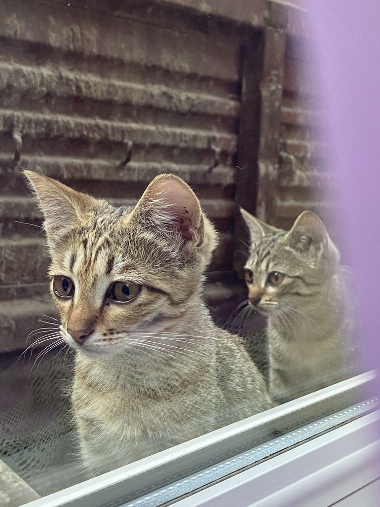 Кошка и три котенка
