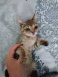 Котята девочки два месяца
