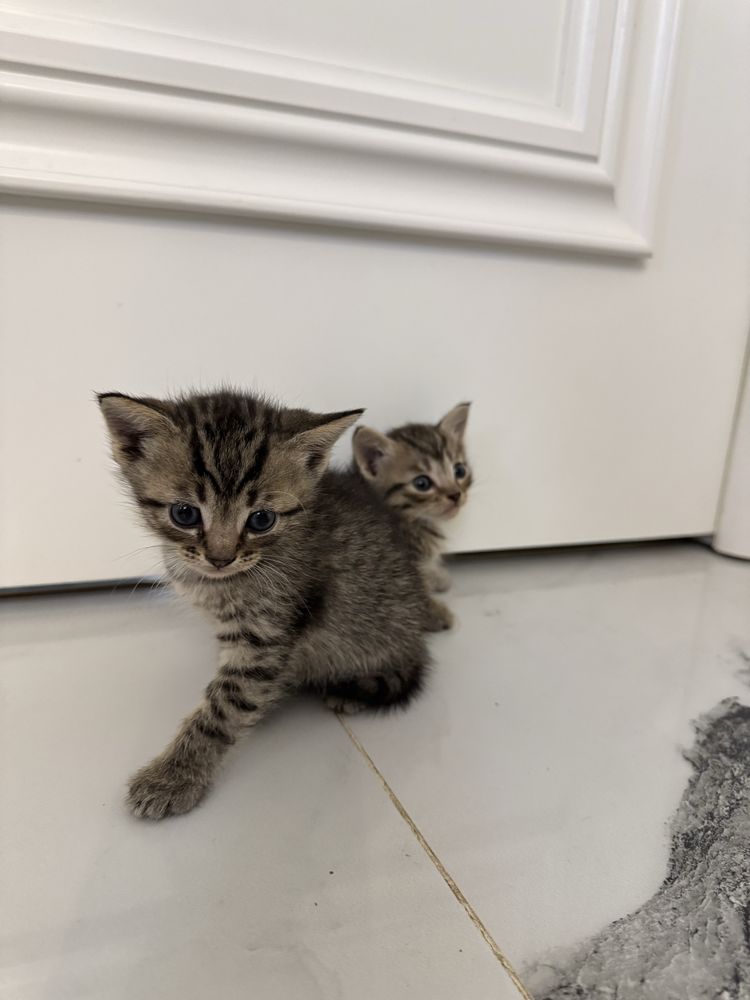 породистые котята