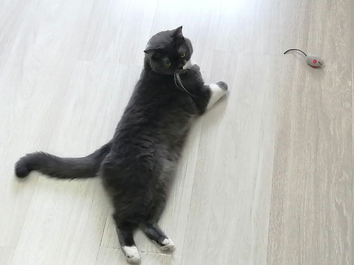 Кошка шотландка прямоухая
