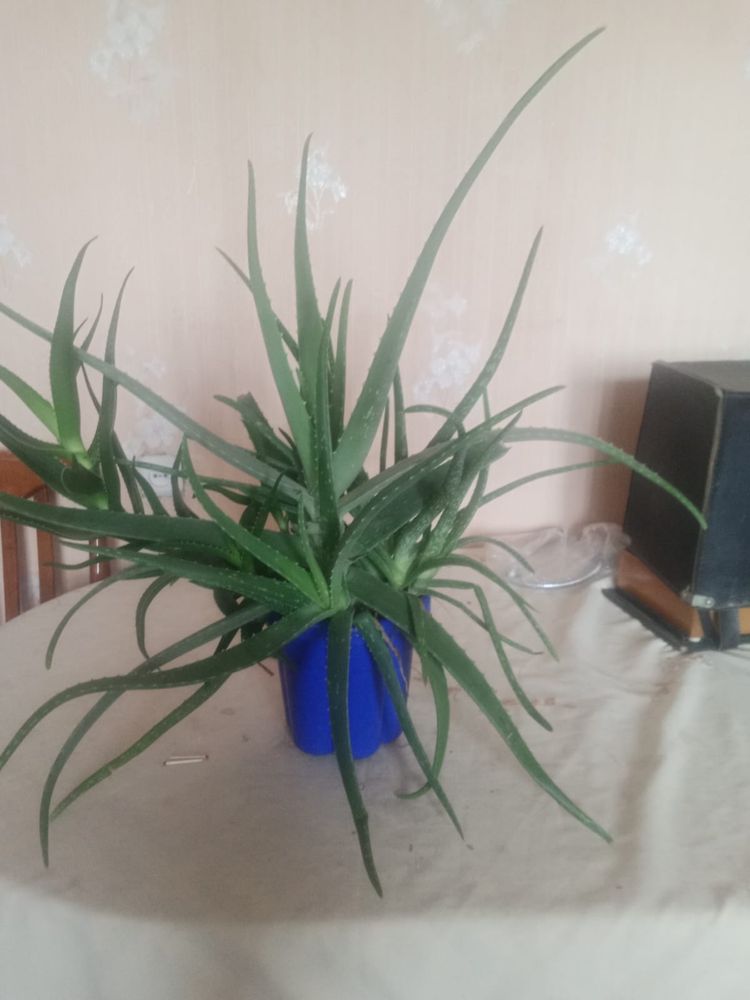 Продам домашний алоэ вера