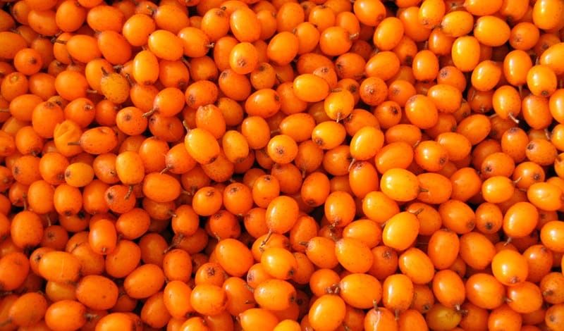 Продам облепиху