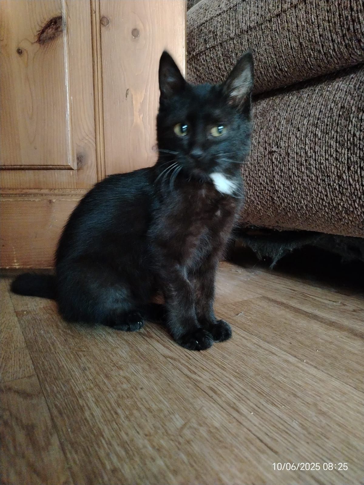Котенок мальчик.