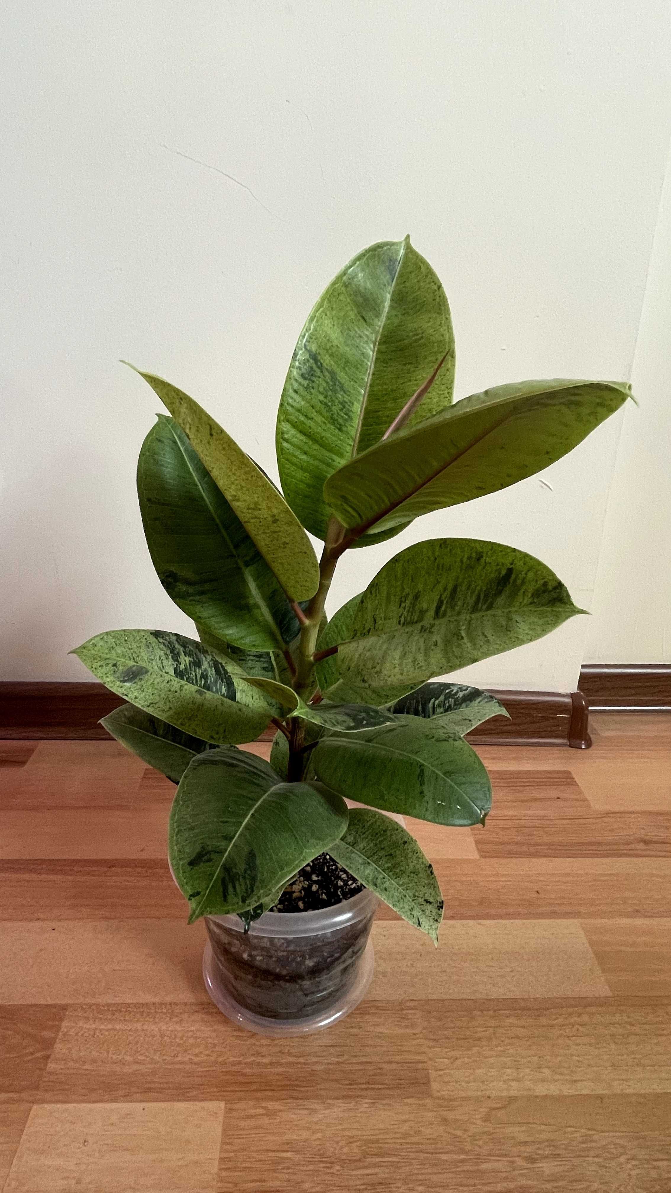 Фикус эластика шривериана (Ficus elastica Schriveriana)