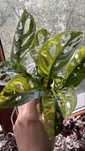 Монстера Адансона Вариегатная (Monstera Adansonii Variegata)