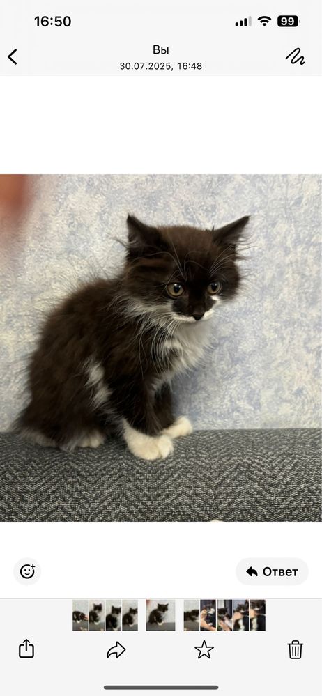 Отдам в добрые руки котенка