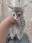 Котята отдам в хорошие руки