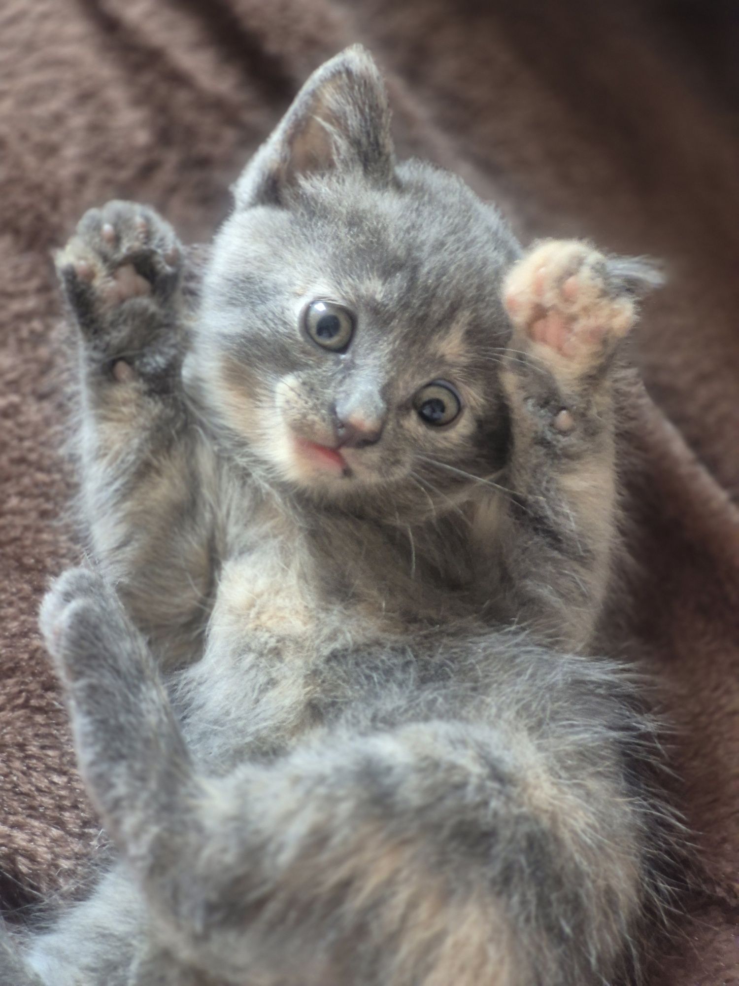 Отдаём котят в добрые руки