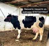 Продам корову ангусской породы
