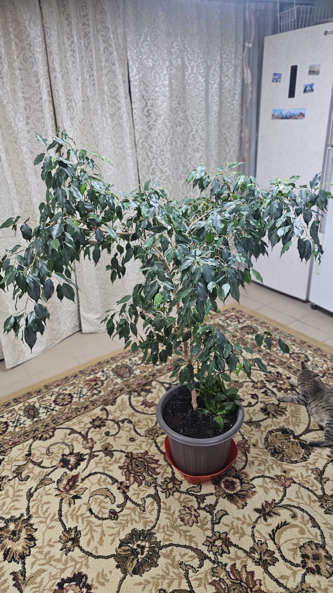 Продается фикус Бенджамина