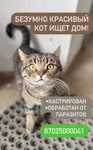 Красивый кот ищет дом!
