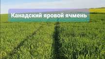 Канадский яровой ячмень (Элвин)