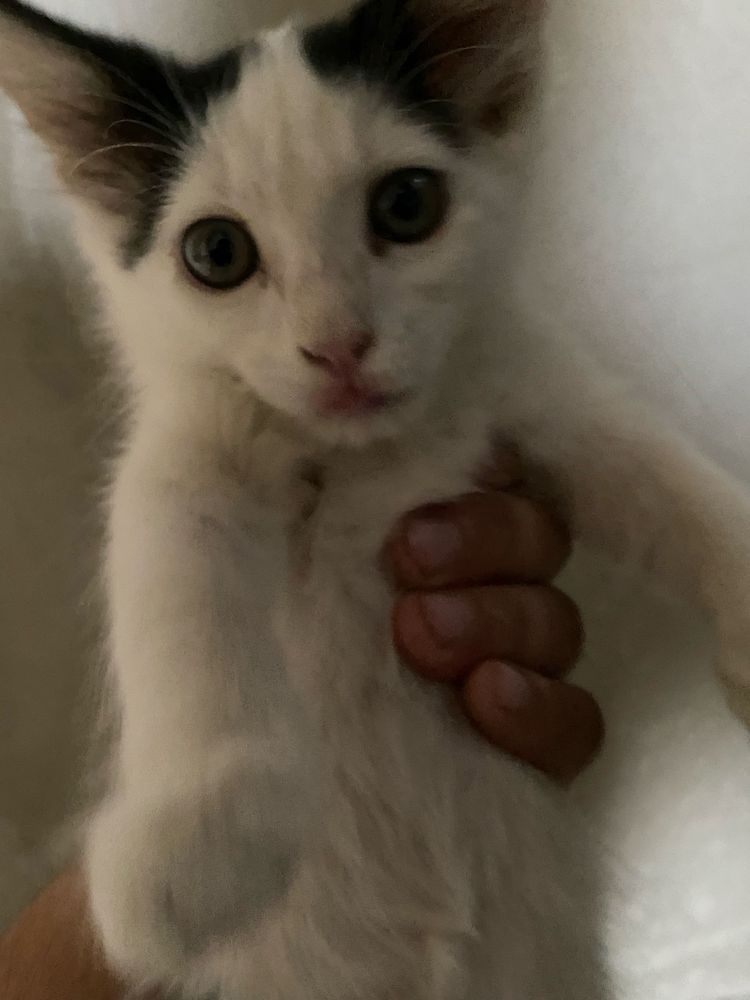 Отдам котят доброе руки