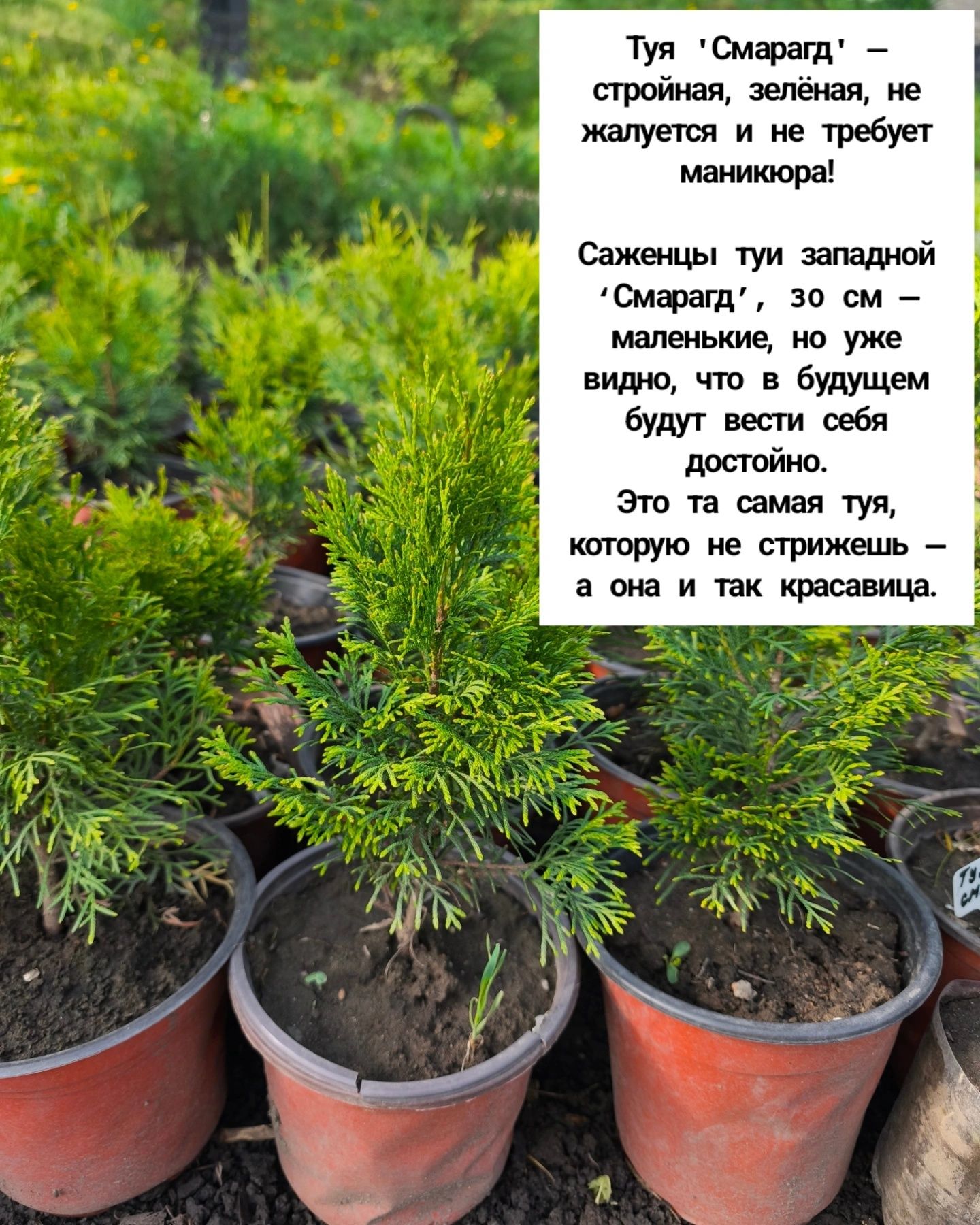 хвойные и многолетние цветы.