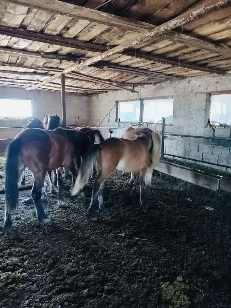 Продаются тайлар