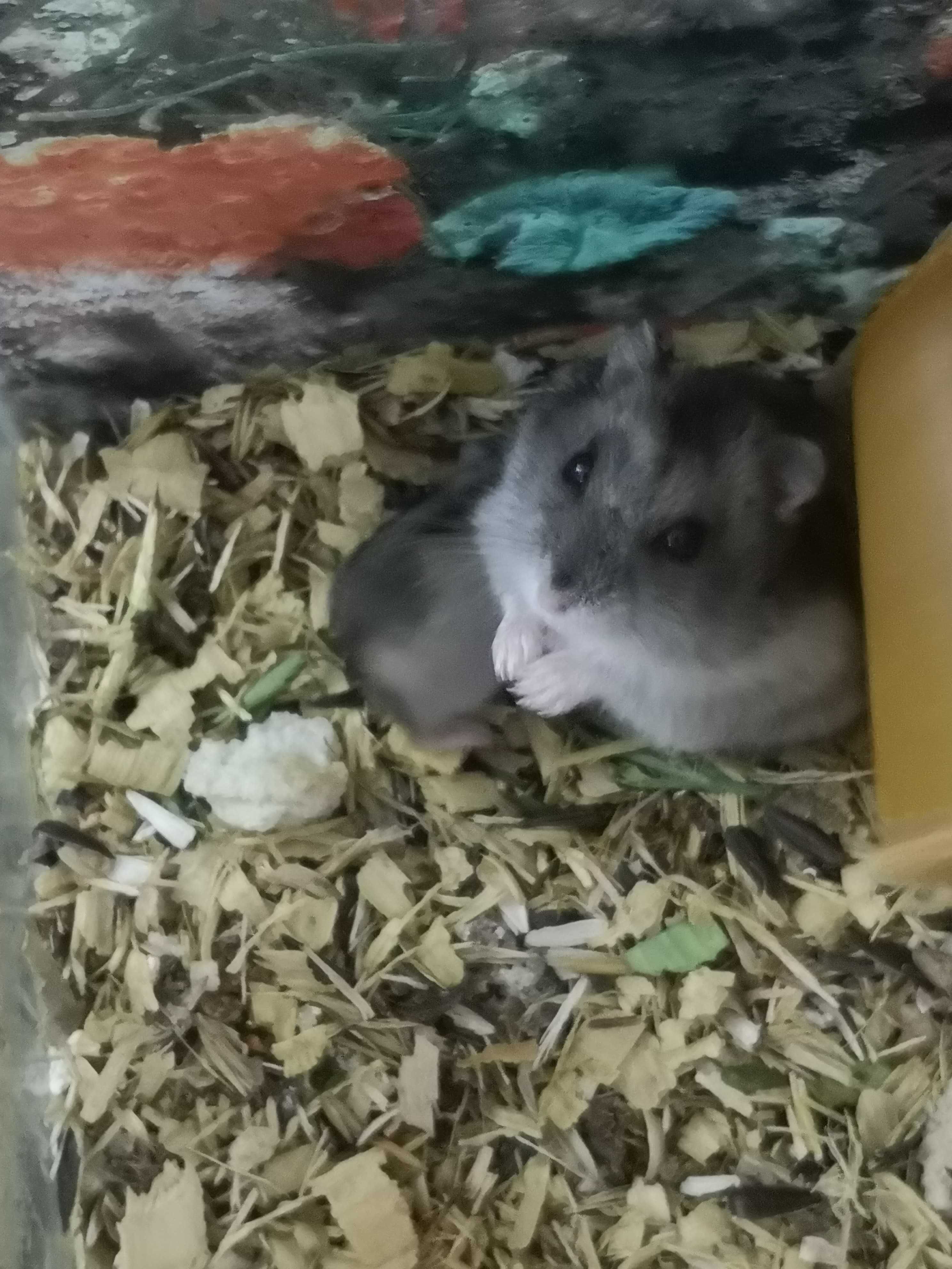 Джунгарские хомячки