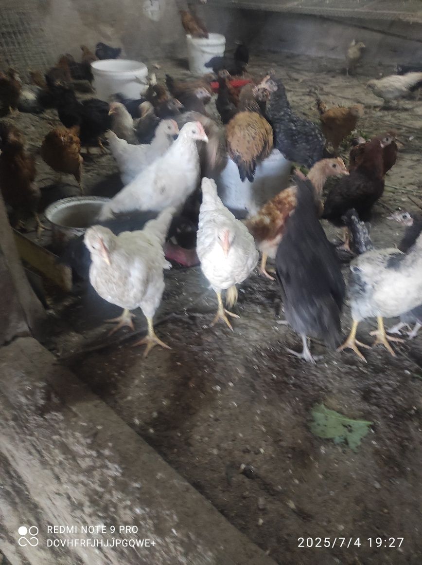 Продам домашнюю птицу, курей, петушков, молодых курочек