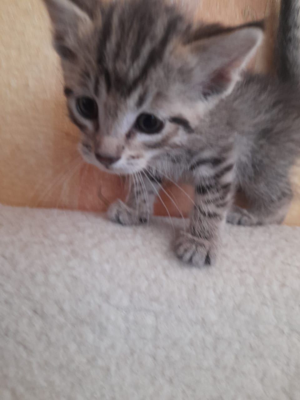 Бесплатно котят в добрые руки