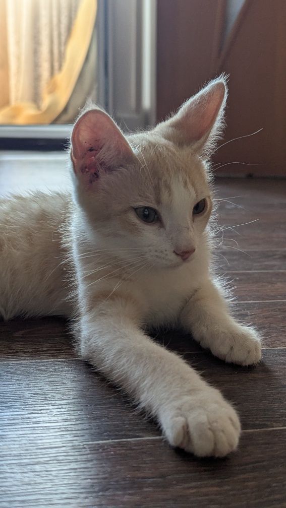 Котенок ищет дом.
